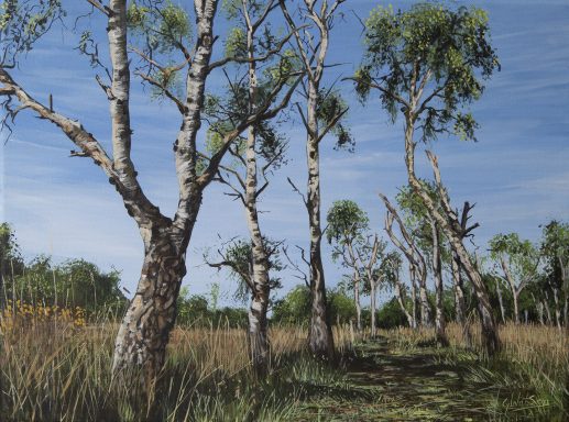 Birch Trees on Strensall Common